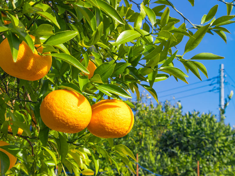 美容に嬉しい！夏みかんの旬は春！