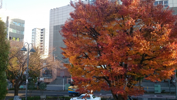 最寄り駅の 紅葉風景🍁【ルキナ北小金】