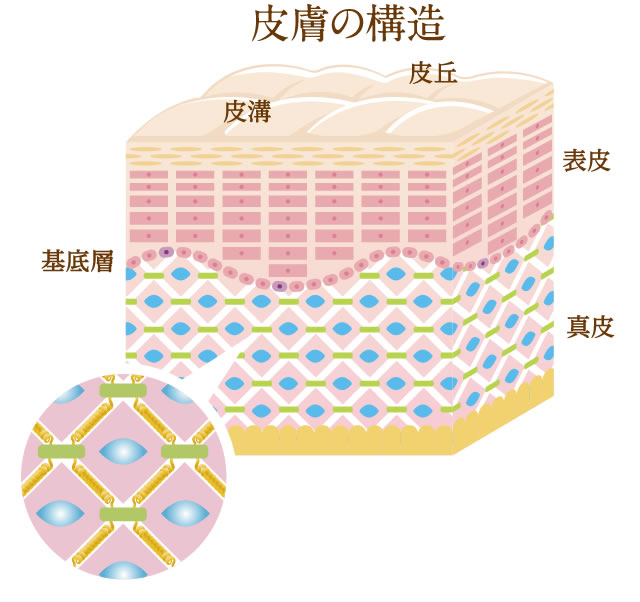 皮膚の構造